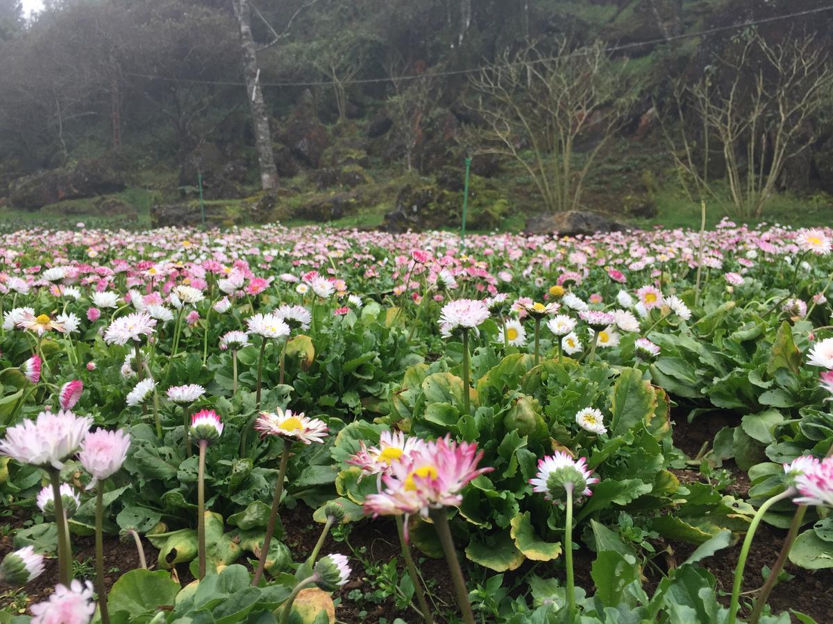 Freedom Homestay & Trekking Sa Pa Exterior foto
